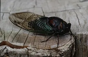 Cicadidae: Cicada