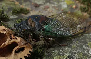 Cicadidae: Cicada