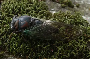Cicadidae: Cicada