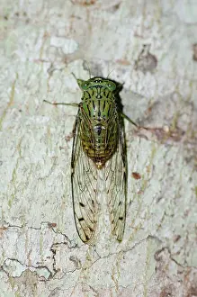 January: Cicada