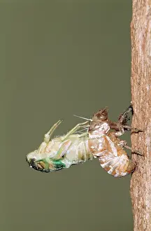 Cicadas: CICADA - adult emerging from nymphal skin, shedding