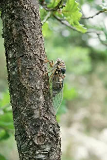 Cicadas: Cicada - Calling on Oak trunk