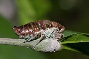 Hexapoda: Cicada diseased with fungi