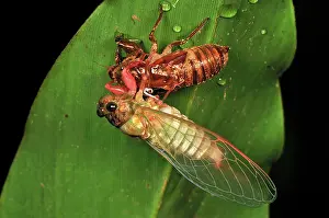 Cicadas: Cicada emerged from nymphal case