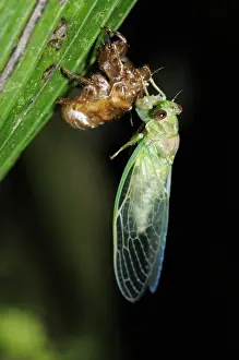 Emerging: Cicada Emerging