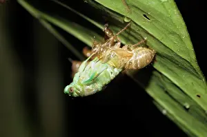 Emerging: Cicada Emerging