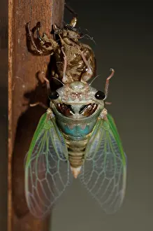 Exuviae: Cicada emerging from moulted exoskeleton during