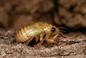 Cicadas: Cicada - Full grown nymp