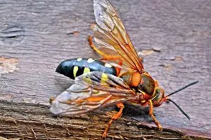 Stinging: Cicada Killer