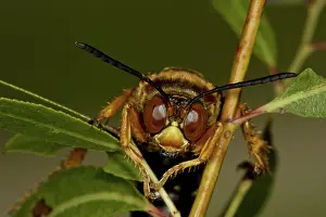 Speciosus: Cicada KIller Wasp