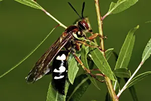 Speciosus: Cicada KIller Wasp