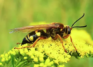 Speciosus: Cicada Killer Wasp