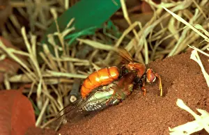 Cicadas: Cicada-killer wasp - a digger wasp that preys only