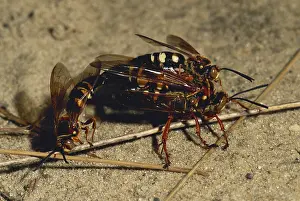 Speciosus: Cicada Killer Wasps