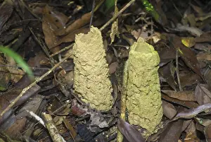 Tube: Cicada Larval Nest Tubes