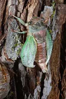 Larval: Cicada Metamorphosis