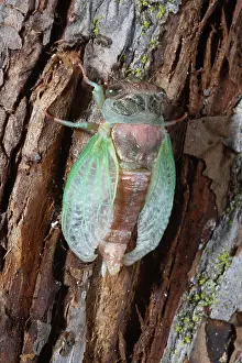 Larval: Cicada Metamorphosis