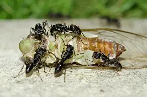 Ants: Cicada being scavenged by Ants