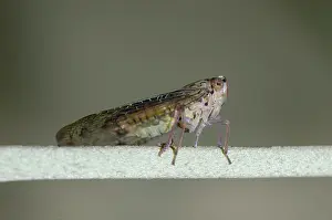 250521: Cicada on stem - Klungkung, Bali, Indonesia