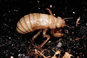 Cicadas: Cicada - Subterranean nymph