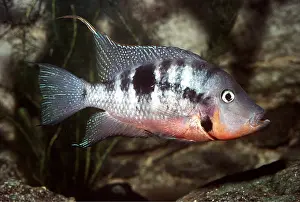 Cichlids: CICHLID