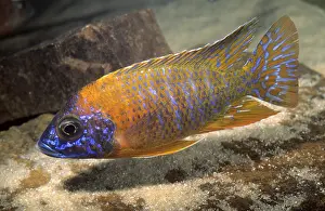Distributions: Cichlid Aulonacara