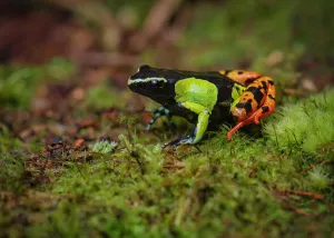 Primeval: A cichlid frog of the genus (Mantella baroni) in the rainfor