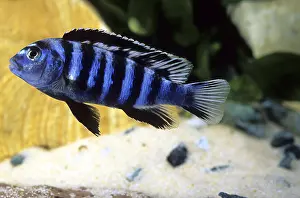 Distributions: Cichlid Labidochromis