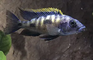 Distributions: Cichlid Otopharynx