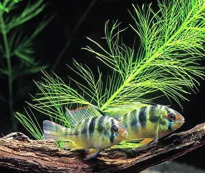 Cichlids: Cichlid - Ramirez dwarf / Blue Ram