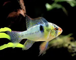 Cichlids: Cichlid - Ramirez dwarf / Blue Ram