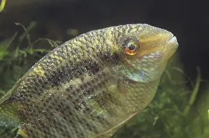 Micro: Cichlid suffering from white spot disease