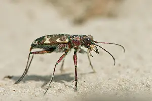 Cicindela: Cicindela sylvicola (Cicindela sylvicola), Province