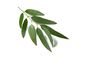 Sprig: Cider gum, Eucalyptus gunnii, small sprig of mature leaves a