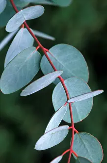 Gunnii: Cider Gum leaves - December