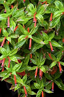 Cigar: Cigar plant