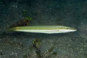 Cigar: Cigar Wrasse