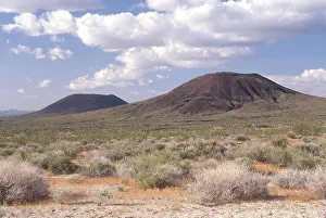 Sage: Cinder Cones, Mojave National Preserve, California