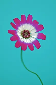 Cineraria: Cineraria