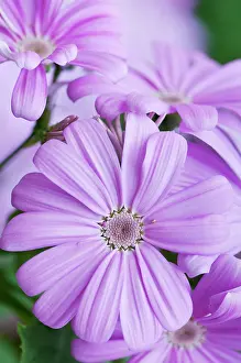 Hybrida: Cineraria