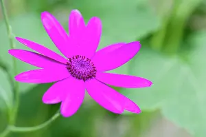 Hybrida: Cineraria