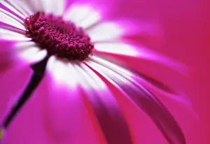 Cineraria: Cineraria