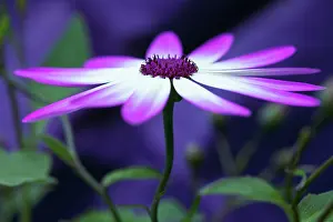 Hybrida: Cineraria, Pericallis x hybrida Senetti baby Magenta