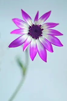 Hybrida: Cineraria, Pericallis x hybrida Senetti baby Magenta