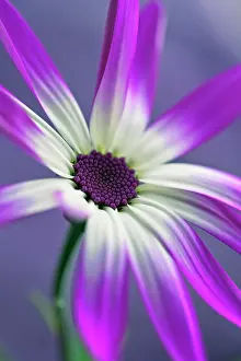 Hybrida: Cineraria, Pericallis x hybrida Senetti baby Magenta