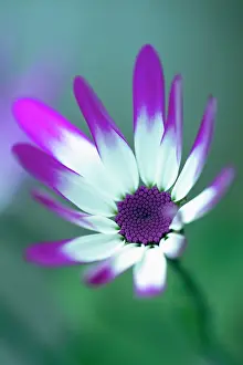 Hybrida: Cineraria, Pericallis x hybrida Senetti baby Magenta