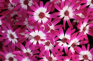 Stellata: CINERARIA STELLATA