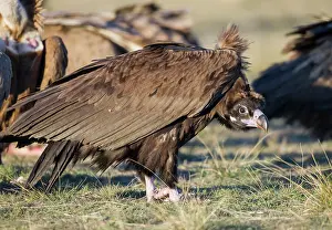 Aegypius: Cinereous / Black Vulture