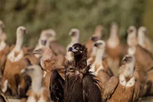 Aegypius: Cinereous / Black Vulture