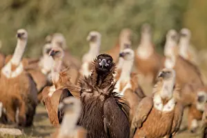 Aegypius: Cinereous / Black Vulture